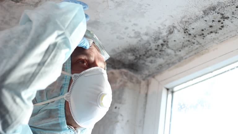  Apalachin, NY Mold Removal Pros